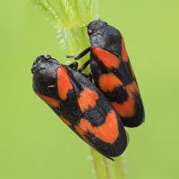 Red and Black Froghopper - Cercopis vulnerata mating OLYMPUS DIGITAL CAMERA